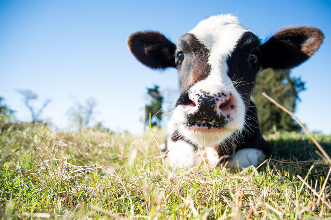 Complete Calf Care: Growing great calves together | VetSouth