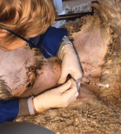 Julia Aspinall from Genetic Gains Ltd. Credit: Enfield Genetics.