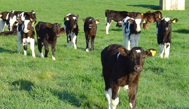 calves in a paddock | vetsouth