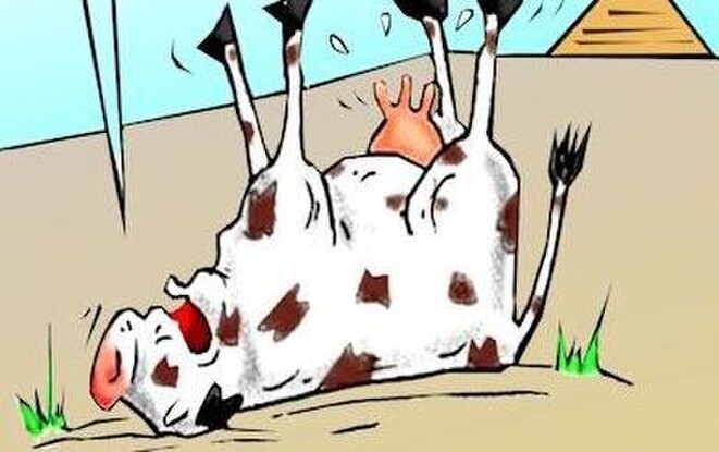 How to prevent dow cows