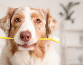 Let&#039;s talk about pet dental health