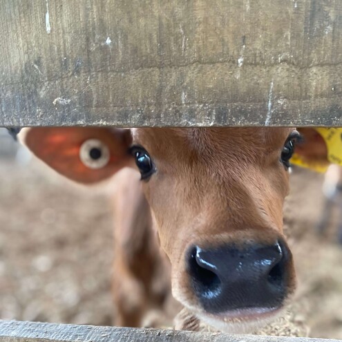 vetsouth lifestyle run