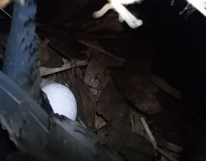 Oi it&#039;s an Oi Egg...Oi!