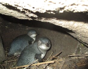 Little Blue Penguin Monitoring Research