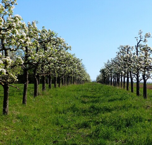Aesthetic shaping for a healthy, attractive canopy.