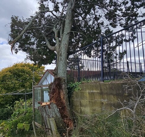 Dry, brittle branches are a hazard to people, pets, and property.