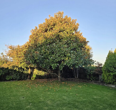 Your tree will look sharper, neater, and more vibrant.