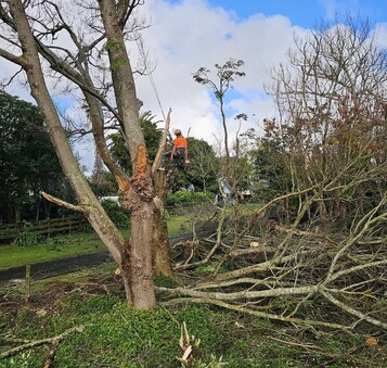 Remove low-hanging branches for driveways, paths, and lawns.