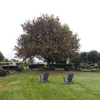 tree reductions Matamata - tree needing to be trimmed to let in light