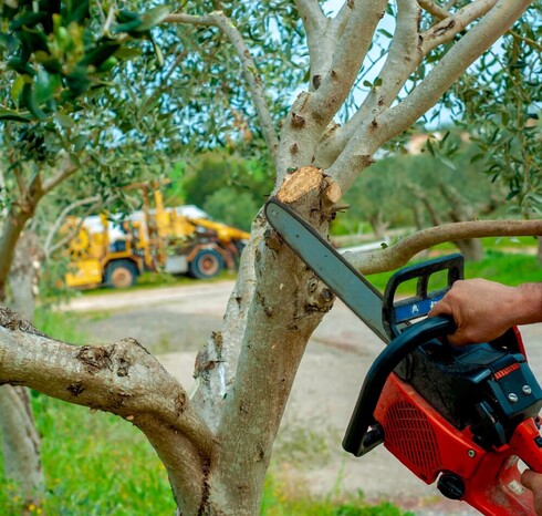 Removing deadwood prevents disease and decay from spreading.