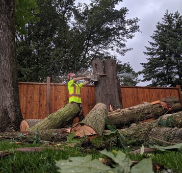 Remove hazardous or unstable trees that pose a risk to people or property.