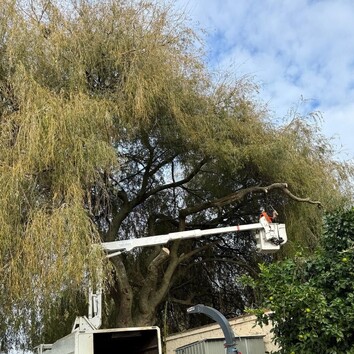 Hamilton Tree lifting- tree overhanding into garden