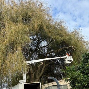 Waikato Tree lifting- tree overhanding into garden