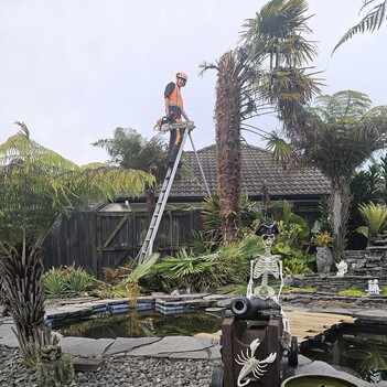 Cambridge Tree lifting- trimming of palm tree