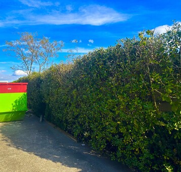 Avoid overgrowth that can impact driveways, walkways, or fences.