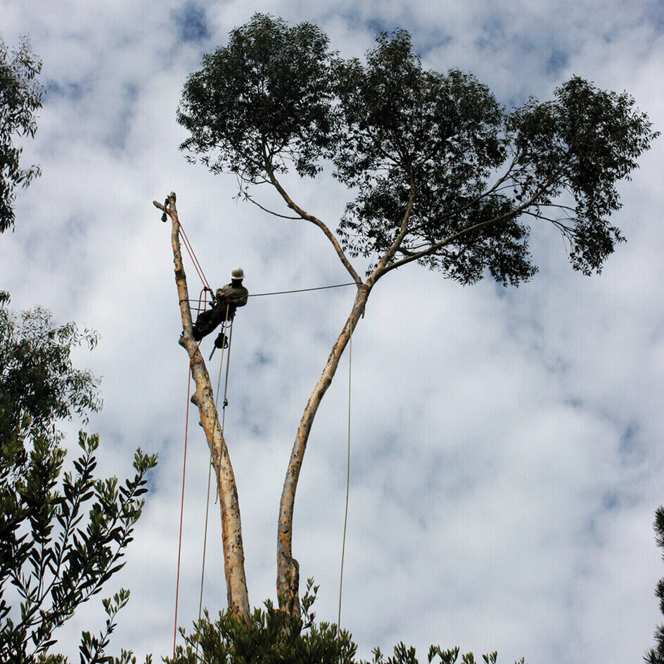 tree removal in Tamahere