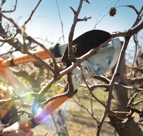 Eliminating weak, crossing, or poorly angled limbs.