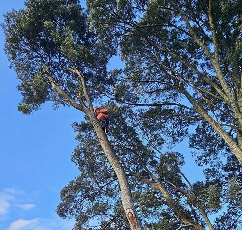 Deadwood removal allows the tree to focus energy on healthy growth.