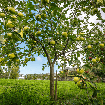 tree reductions Matamata - fruit tree trimmed