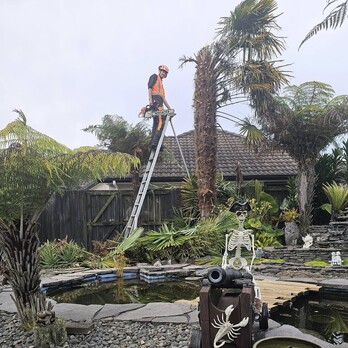 Waikato Tree lifting- trimming of palm tree