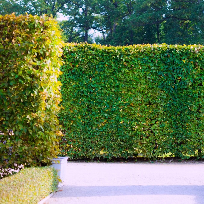 hedge care & trimming in Te Awamutu