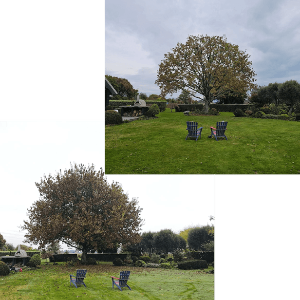 tree reductions Cambridge