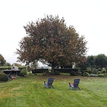 tree reductions Cambridge - tree needing to be trimmed to let in light