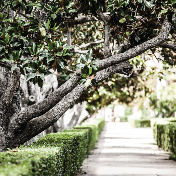 Tree Lifting Te Awamutu