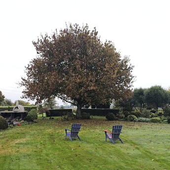 tree reductions Hamilton