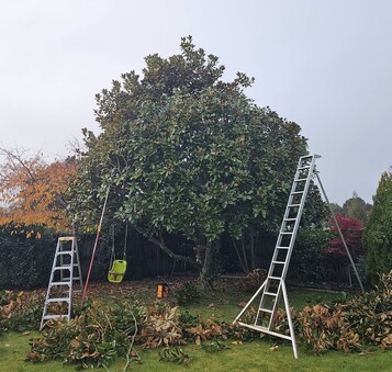 Manage the size of your tree with regular trimmings