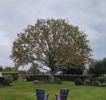 let in more sunlight by tree lifting in Waikato