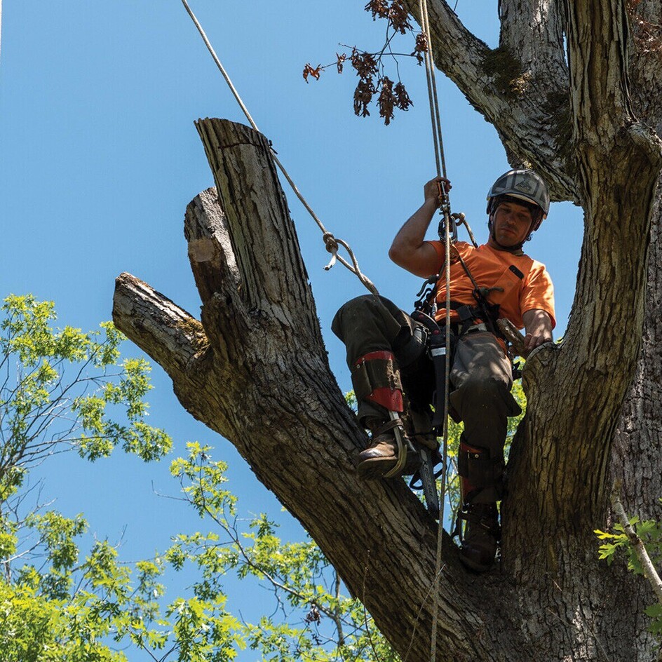 Deadwood Removal in Waikato by Triggers Trees and Hedges