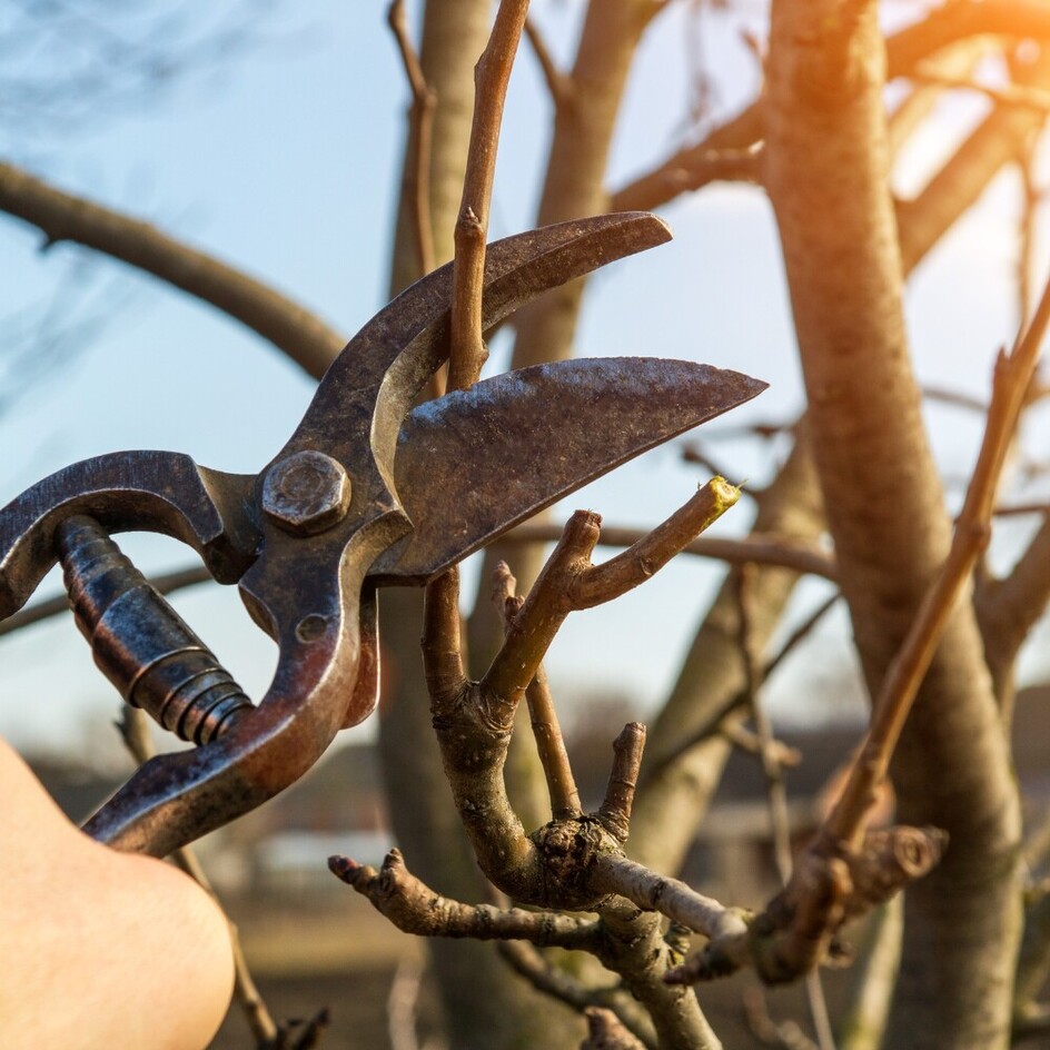 Formative Pruning a fruit tree in the correct season by Trigger Trees in Hamilton