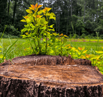 Prevent Pests & Decay by removing stumps in the garden
