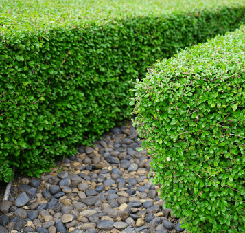 hedge mulching in the Waikato Supports Healthy Regrowth