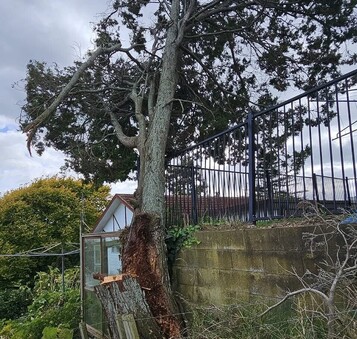 Avoid root damage, falling limbs, or interference with structures.