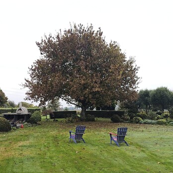 Waikato Tree reductions - tree needing to be reduced to let in more light