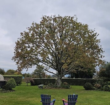 Let in more light by trimming trees