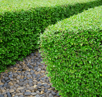 Sharp lines and consistent shape enhance curb appeal.