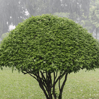 tree reductions Te Awamutu- shaped tree