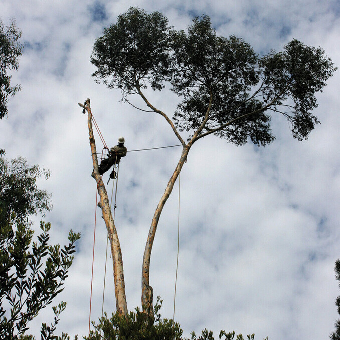 tree removal in Cambridge