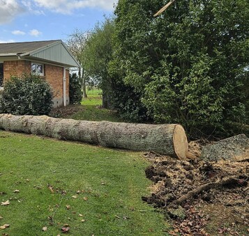 Create room for new landscaping, garden features, or clear views.