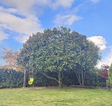 Regular trimming improves tree health