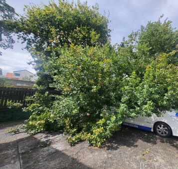 reduce risks by trimming trees