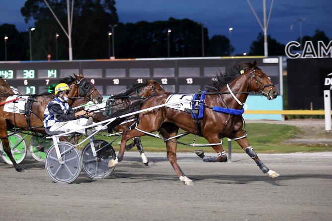 B D Joe adds another win to his tally at the Cambridge Raceway. - Photo: Angelique Bridson