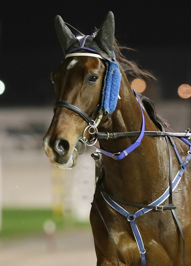 Banner of Art - Trish Dunell