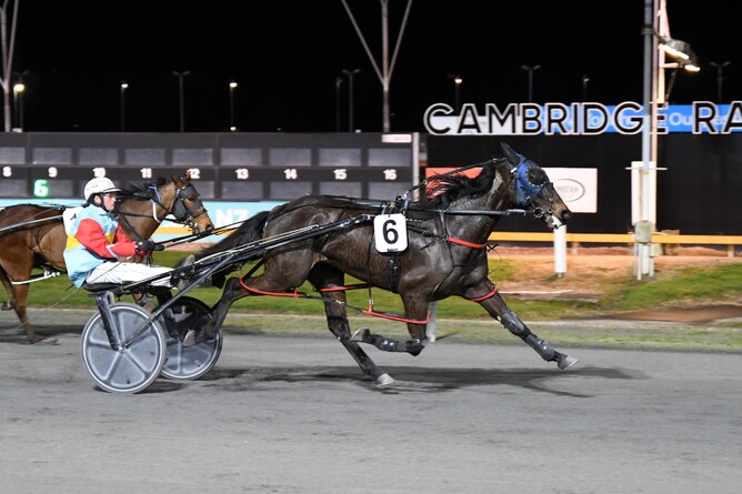 Pull The Other Leg winning at the Cambridge Raceway. - Photo: Chanelle Lawson