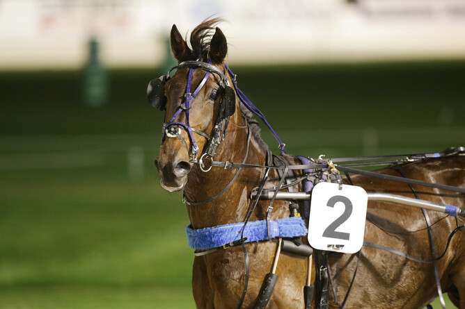 Fleeting Grin - Trish Dunell