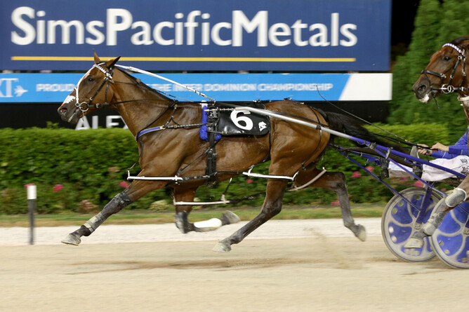 The Race By Grins contender Self Assured. - Photo: Supplied