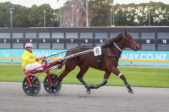 Southern visitor Five Wise Men is primed for Sunday’s IRT Harness Jewels at Cambridge Raceway. - Photo: Angelique Bridson.